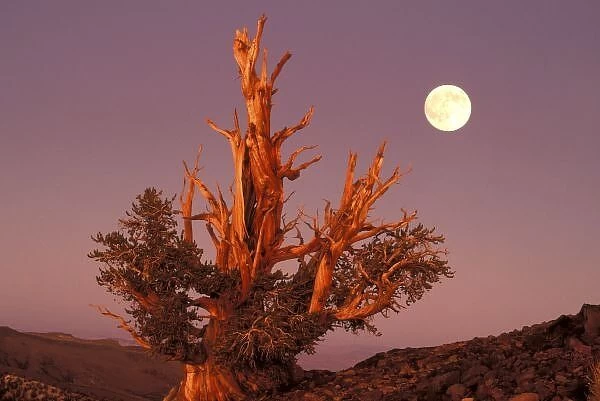 USA, California, Inyo National Forest, White Mountains. Full moon rising behind ancient