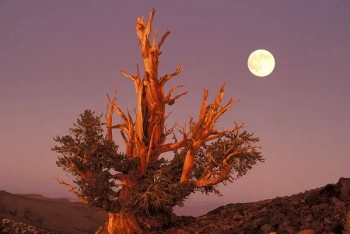 Framed Print : USA, California, Inyo National Forest, White Mountains. Full moon rising behind ancient