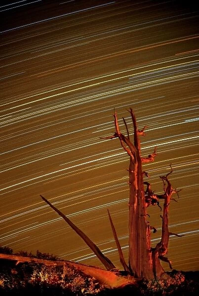 USA, California, Inyo National Forest, White Mountains. Star trails over bristlecone pine