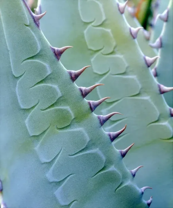 Framed Print : USA, California, Jacumba. Patterns of an Agave plant Framed Print : USA, California, Jacumba. Patterns of an Agave plant