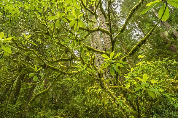 USA, California, Jedediah Smith Redwoods State Park. Moss-covered branches and redwoods