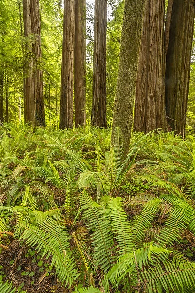 USA, California, Jedediah Smith Redwoods State Park. Scenic with redwood trees and ferns