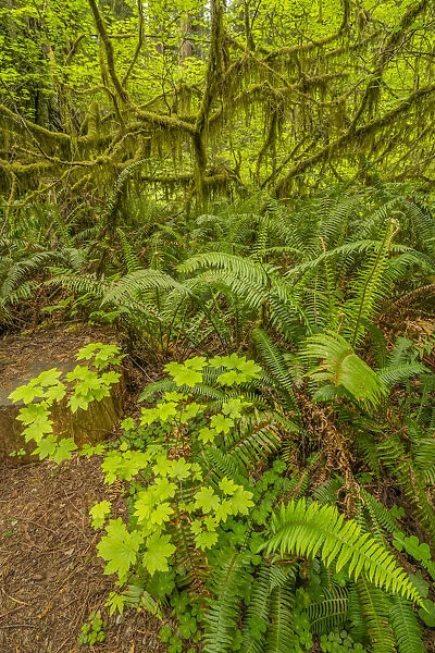 USA, California, Jedediah Smith Redwoods State Park. Scenic with oxalis, fern and mossy tree limbs
