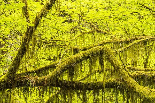USA, California, Jedediah Smith Redwoods State Park. Maple tree moss-covered limbs