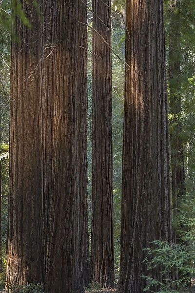 USA, California, Jedediah Smith Redwoods State Park. Beams of sunshine on coastal redwood trees