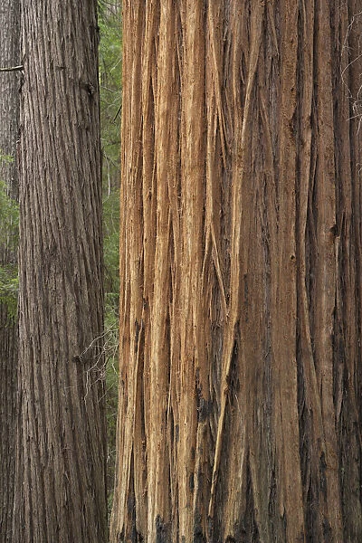 USA, California, Jedediah Smith Redwoods State Park. Beams of sunshine on coastal redwood trees