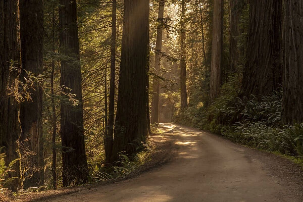 USA, California, Jedediah Smith Redwoods State Park. Dirt road winds through old growth coastal redwood trees