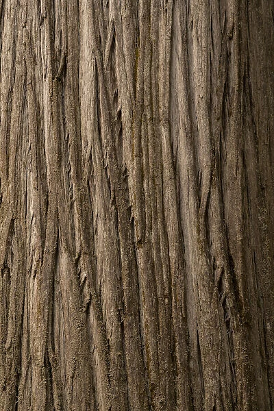 USA, California, Jedediah Smith Redwoods State Park. Close-up of coastal redwood tree bark
