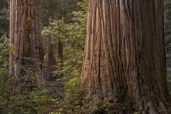 USA, California, Jedediah Smith Redwoods State Park. Scenic of coastal redwood tree forest