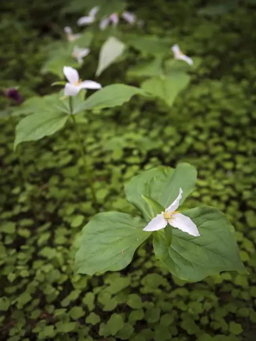 Framed Print : USA, California, Jedediah Smith Redwoods State Park. Trillium flower plants. Credit as