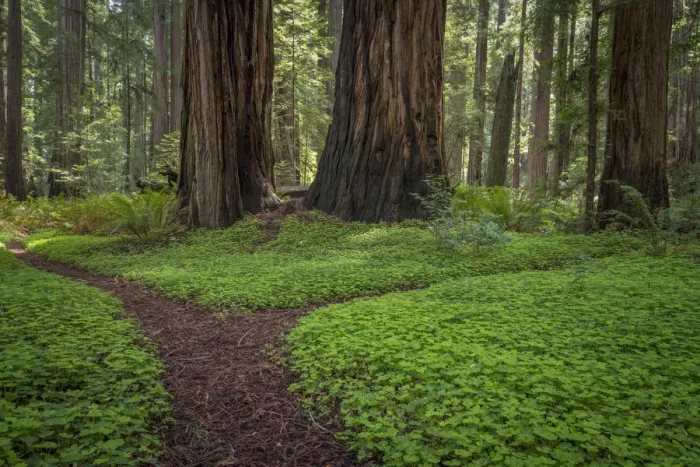 Framed Print : USA, California, Jedediah Smith Redwoods State Park. Redwood trees scenic. Credit as Framed Print : USA, California, Jedediah Smith Redwoods State Park. Redwood trees scenic. Credit as