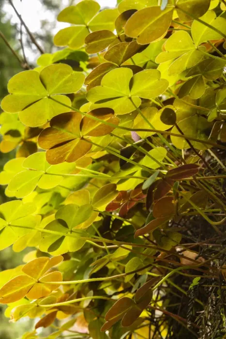 Framed Print : USA, California, Jedediah Smith Redwoods State Park. Close-up under backlit oxalis plants
