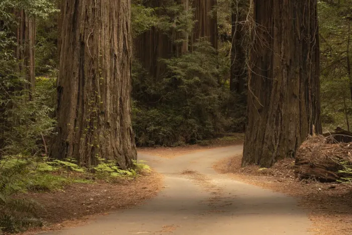 Framed Print : USA, California, Jedediah Smith Redwoods State Park. Dirt road winds through old growth coastal redwood trees Framed Print : USA, California, Jedediah Smith Redwoods State Park. Dirt road winds through old growth coastal redwood trees