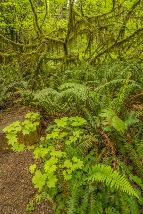 Framed Print : USA, California, Jedediah Smith Redwoods State Park. Scenic with oxalis, fern and mossy tree limbs Framed Print : USA, California, Jedediah Smith Redwoods State Park. Scenic with oxalis, fern and mossy tree limbs