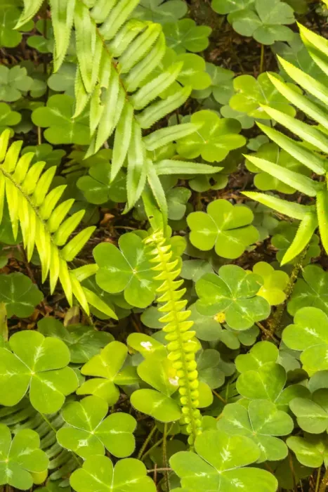 Framed Print : USA, California, Jedediah Smith Redwoods State Park. Oxalis and fern scenic Framed Print : USA, California, Jedediah Smith Redwoods State Park. Oxalis and fern scenic
