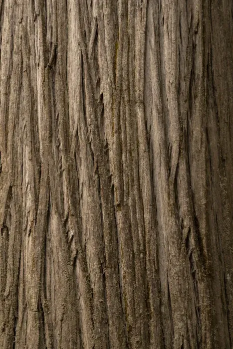 Framed Print : USA, California, Jedediah Smith Redwoods State Park. Close-up of coastal redwood tree bark Framed Print : USA, California, Jedediah Smith Redwoods State Park. Close-up of coastal redwood tree bark