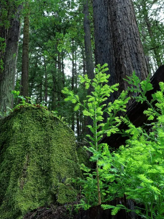 Framed Print : Usa, California. Jedediah Smith Redwoods State Park, tree saplings and moss-covered stump in forest