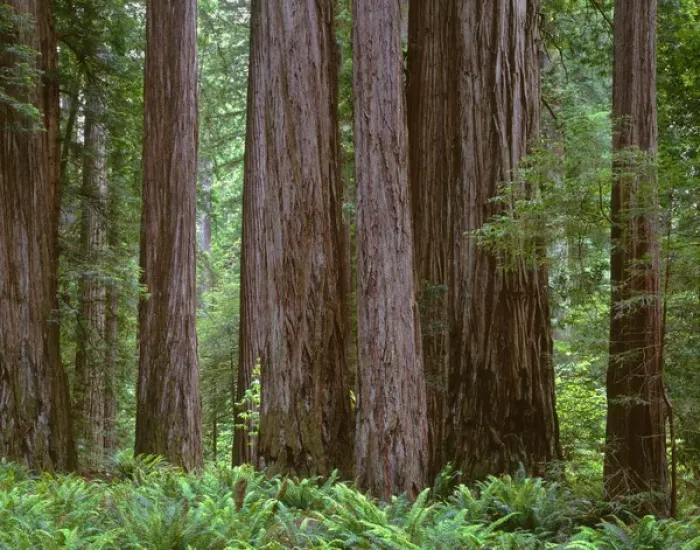 Framed Print : USA, California, Jedediah Smith State Park, Ancient redwoods tower above ferns in Framed Print : USA, California, Jedediah Smith State Park, Ancient redwoods tower above ferns in