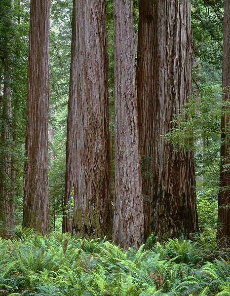USA, California, Jedediah Smith State Park, Ancient redwoods tower above ferns in