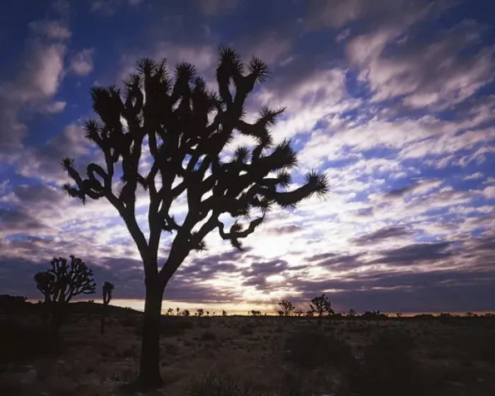 Framed Print : USA, California, Joshua Tree National Park, Joshua Trees