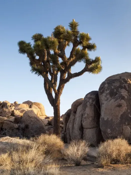 Framed Print : USA, California, Joshua Tree National Park, Joshua tree lit by early morning sun Framed Print : USA, California, Joshua Tree National Park, Joshua tree lit by early morning sun
