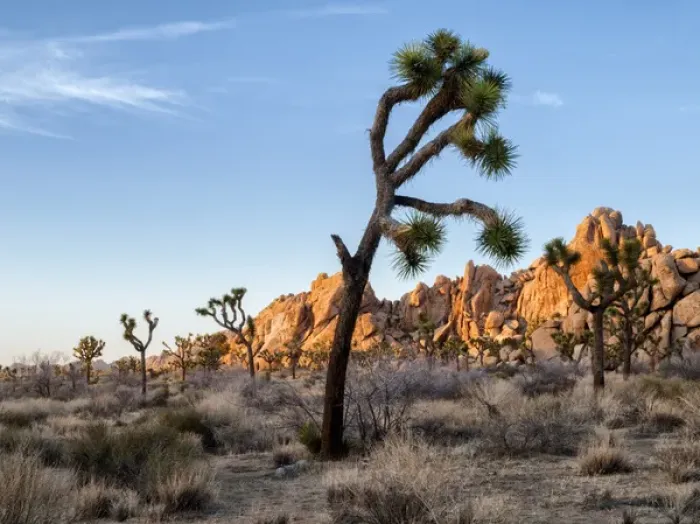 Framed Print : USA, California, Joshua Tree National Park, Lowering sun lights up rocks Framed Print : USA, California, Joshua Tree National Park, Lowering sun lights up rocks