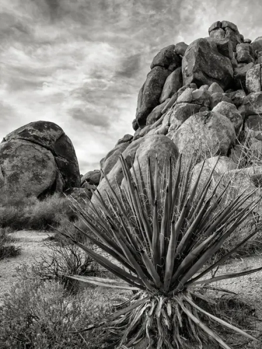 Framed Print : USA, California, Joshua Tree National Park, Mojave Yucca plant, also called Spanish Framed Print : USA, California, Joshua Tree National Park, Mojave Yucca plant, also called Spanish