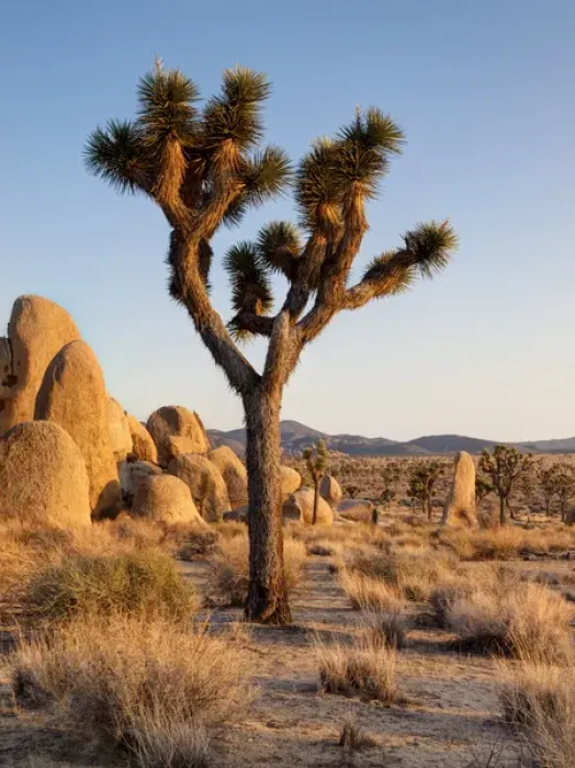 Framed Print : USA, California, Joshua Tree National Park, Late afternoon at Hidden Valley Framed Print : USA, California, Joshua Tree National Park, Late afternoon at Hidden Valley