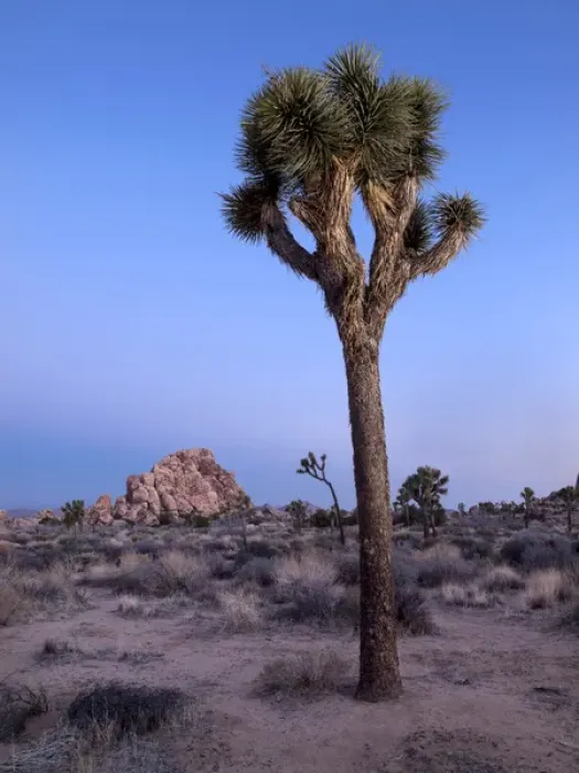 Framed Print : USA, California, Joshua Tree National Park, Dawn and Joshua trees Framed Print : USA, California, Joshua Tree National Park, Dawn and Joshua trees
