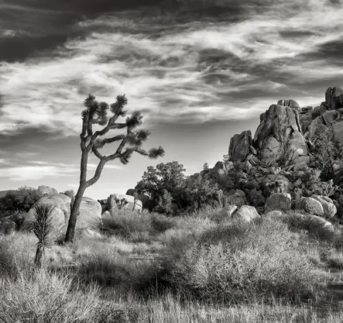 Framed Print : USA, California, Joshua Tree National Park, Joshua tree in Mojave Desert