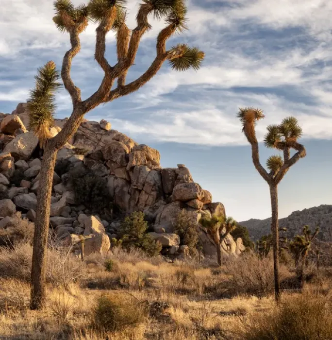 Framed Print : USA, California, Joshua Tree National Park, Joshua trees in Mojave Desert