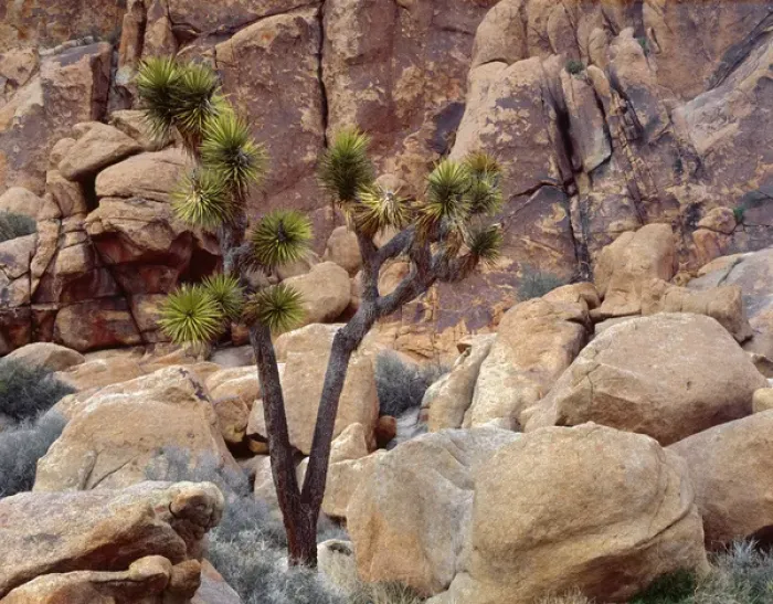 Framed Print : USA, California, Joshua Tree National Park, Lone Joshua tree grows among monzonite Framed Print : USA, California, Joshua Tree National Park, Lone Joshua tree grows among monzonite