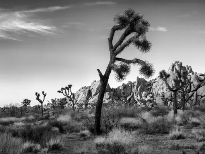 Framed Print : USA, California, Joshua Tree National Park, Lowering sun lights up rocks Framed Print : USA, California, Joshua Tree National Park, Lowering sun lights up rocks