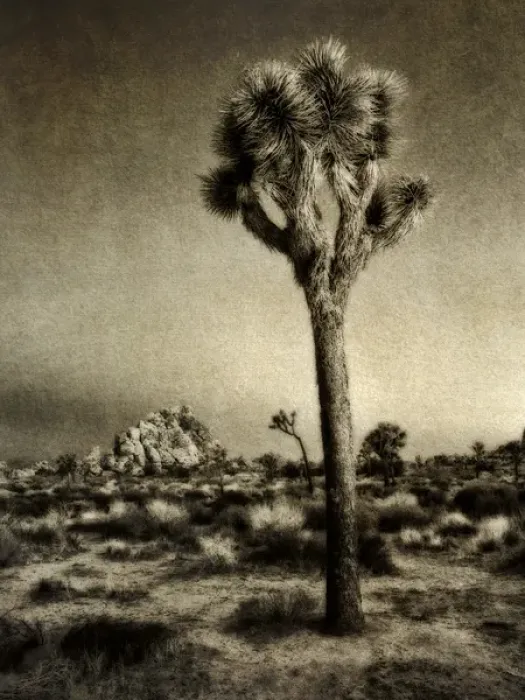 Framed Print : USA, California, Joshua Tree National Park, Dawn and Joshua trees (sepia with texture Framed Print : USA, California, Joshua Tree National Park, Dawn and Joshua trees (sepia with texture