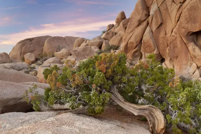 Framed Print : USA, California, Joshua Tree National Park
