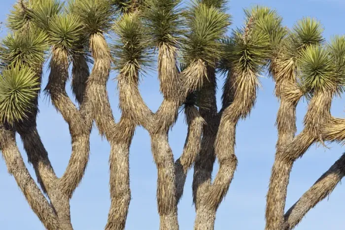 Framed Print : USA, California, Joshua Tree National Park. Close-up of Joshua trees against blue sky