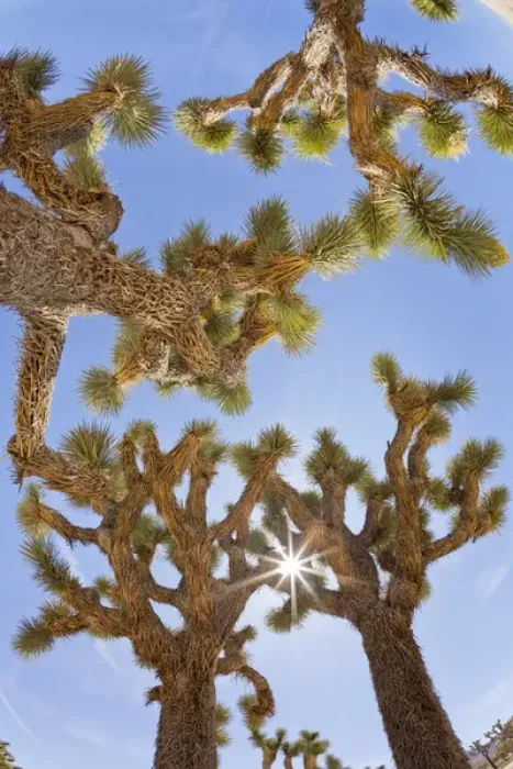 Framed Print : USA, California, Joshua Tree National Park. Sunburst through Joshua trees. Credit as