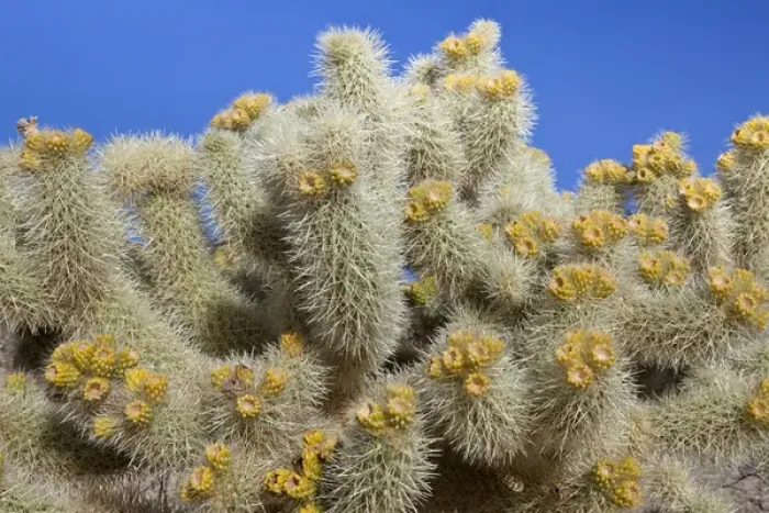 Framed Print : USA, California, Joshua Tree National Park. Close-up of cholla cactus. Credit as Framed Print : USA, California, Joshua Tree National Park. Close-up of cholla cactus. Credit as