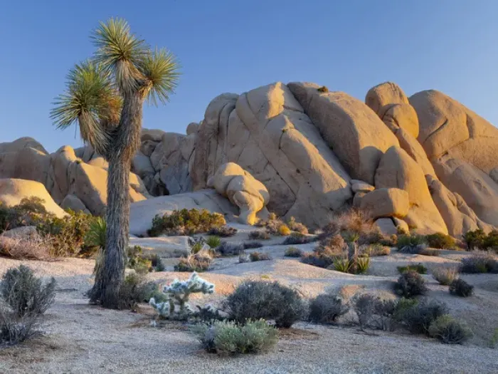 Framed Print : USA, California, Joshua Tree National Park. Joshua tree and boulder formation at sunset Framed Print : USA, California, Joshua Tree National Park. Joshua tree and boulder formation at sunset