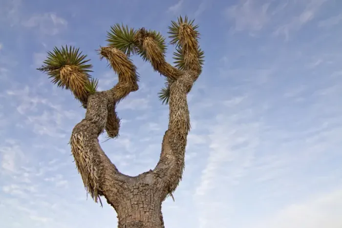 Framed Print : USA, California, Joshua Tree National Park. Joshua tree, a yucca that grows as a tree Framed Print : USA, California, Joshua Tree National Park. Joshua tree, a yucca that grows as a tree