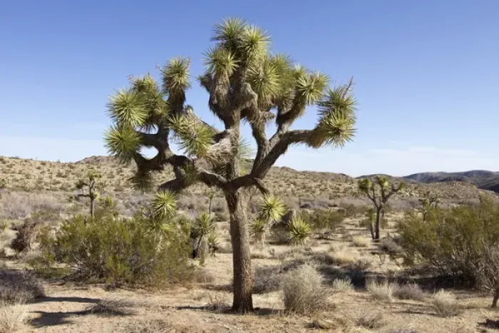 Framed Print : USA, California, Joshua Tree National Park. Joshua tree, a yucca that grows as a tree Framed Print : USA, California, Joshua Tree National Park. Joshua tree, a yucca that grows as a tree