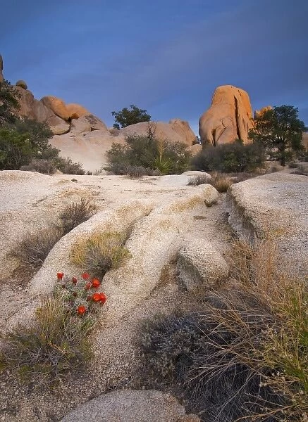 USA, California, Joshua Tree National Park. A desert cactus blooms amidst the park s