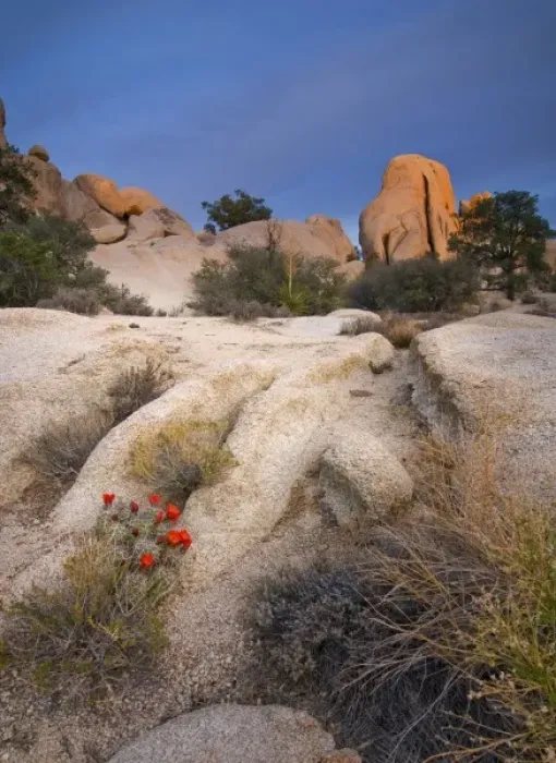 Framed Print : USA, California, Joshua Tree National Park. A desert cactus blooms amidst the park s