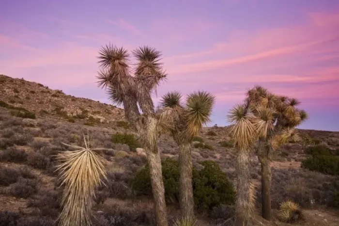 Framed Print : USA, California, Joshua Tree National Park. Joshua Tree, yucca brevifolia, at Keys View, el