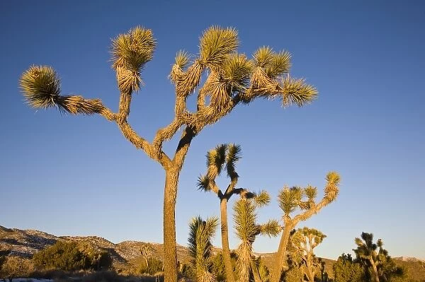 USA, California, Joshua Tree National Park. Joshua Tree, yucca brevifolia, in Hidden Valley, dawn