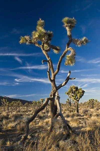 USA, California, Joshua Tree National Park. Joshua Tree, yucca brevifolia, in Hidden Valley