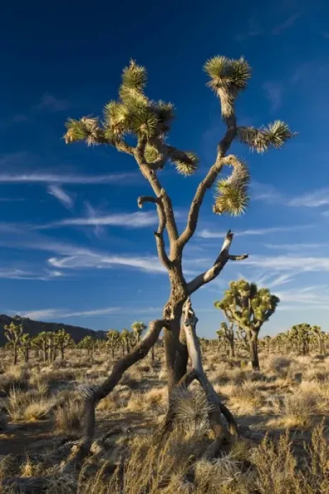 Framed Print : USA, California, Joshua Tree National Park. Joshua Tree, yucca brevifolia, in Hidden Valley Framed Print : USA, California, Joshua Tree National Park. Joshua Tree, yucca brevifolia, in Hidden Valley