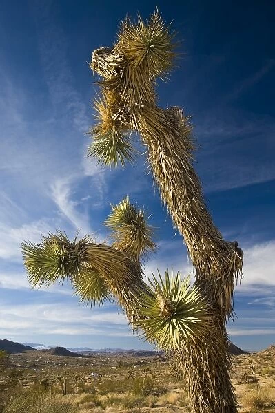 USA, California, Joshua Tree National Park. Joshua Tree, Yucca brevifolia, in Hidden Valley