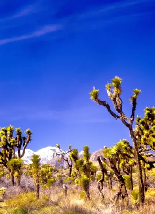 Framed Print : USA, California, Joshua Tree National Park Framed Print : USA, California, Joshua Tree National Park