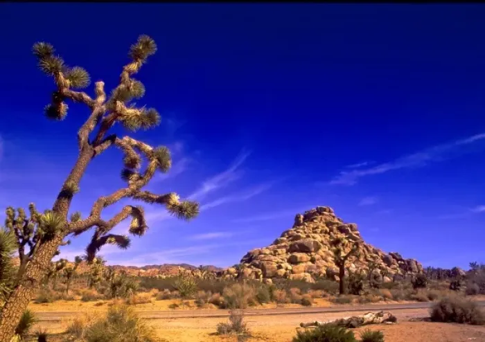 Framed Print : USA, California, Joshua Tree National Park Framed Print : USA, California, Joshua Tree National Park